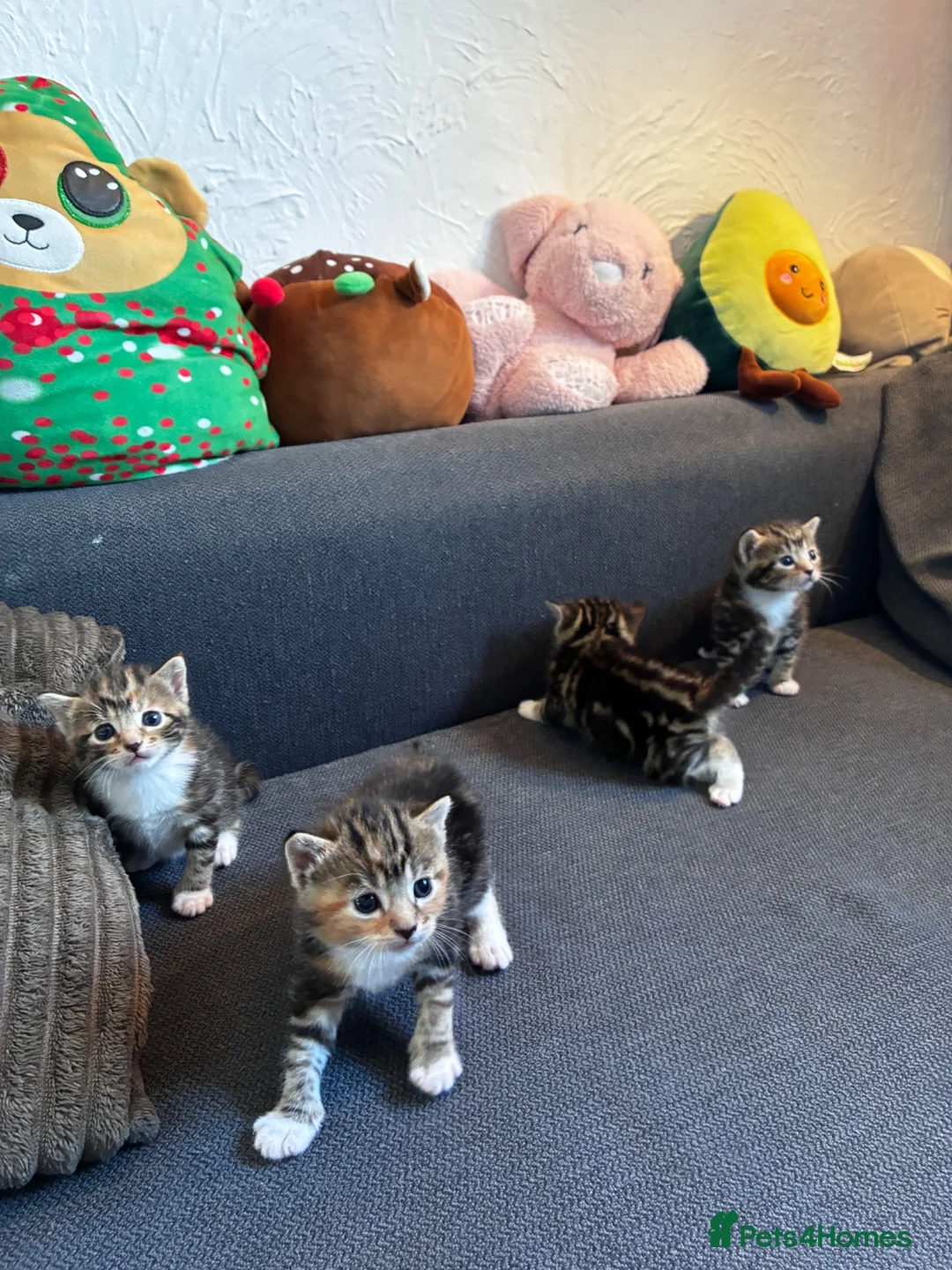 Mixed Breed cats for sale: 4 Beautiful Female Kittens Ready in August - Advert 2