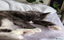 British Longhair cats for sale: British longhair female for sale - Image 4