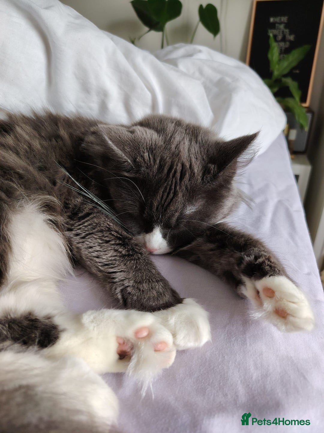British Longhair cats for sale: British longhair female for sale - Image 4