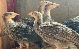 Turkeys poultry for sale: Turkey poults for sale - Image 2