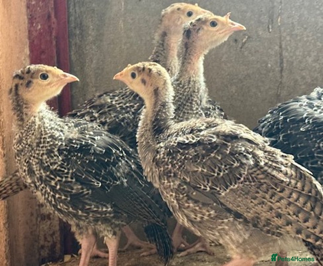 Turkeys poultry for sale: Turkey poults for sale - Image 2