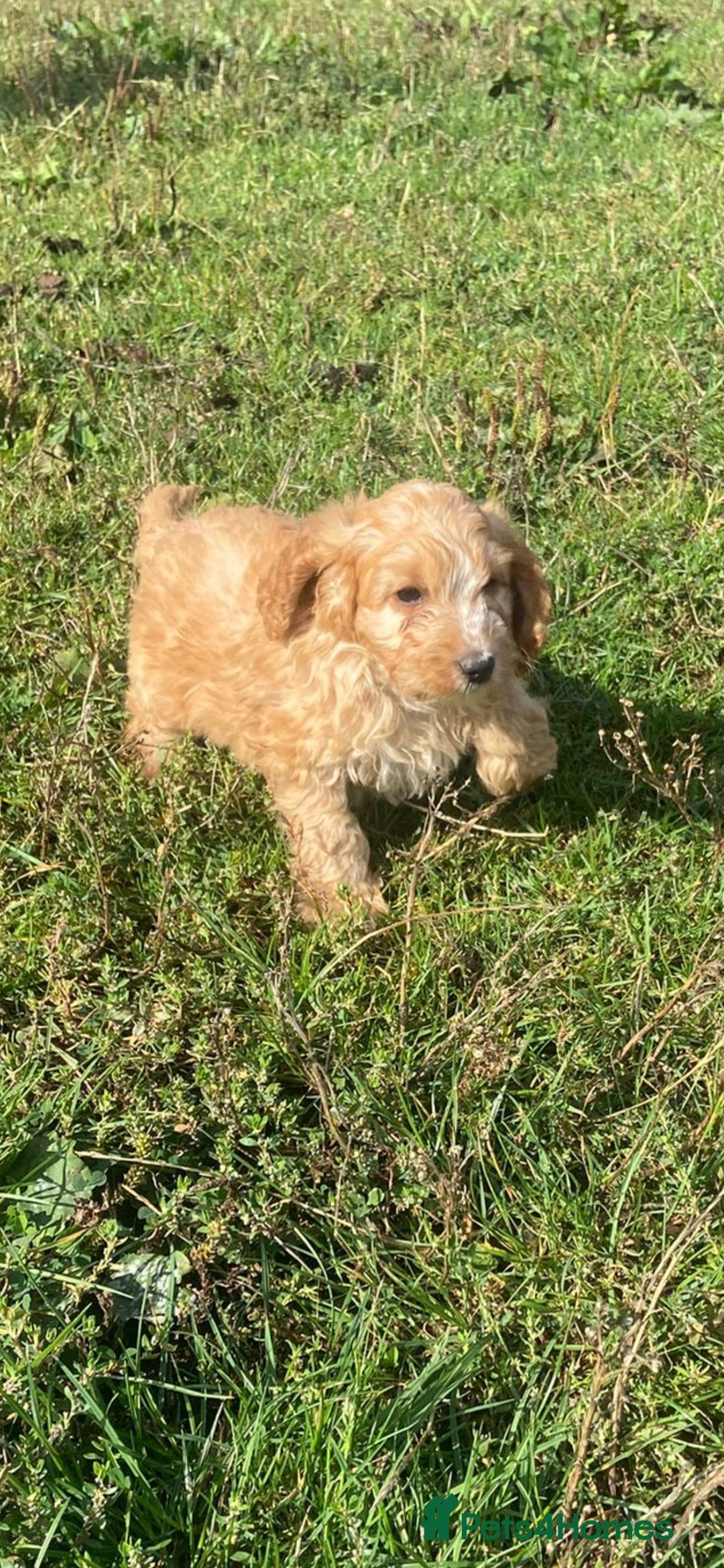 Cockapoo dogs for sale: Cockapoo puppies for sale - Image 8