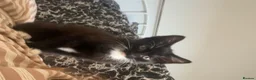 Mixed Breed cats for sale: Beautiful male kitten in Cleethorpes - Advert 1
