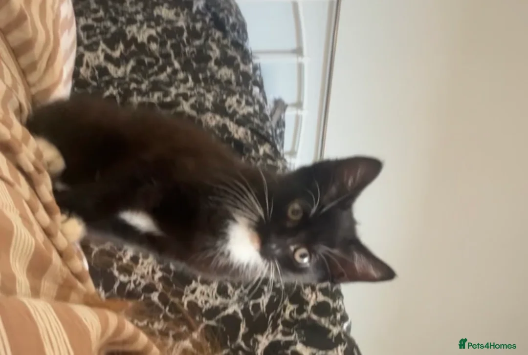 Mixed Breed cats for sale: Beautiful male kitten in Cleethorpes - Advert 1