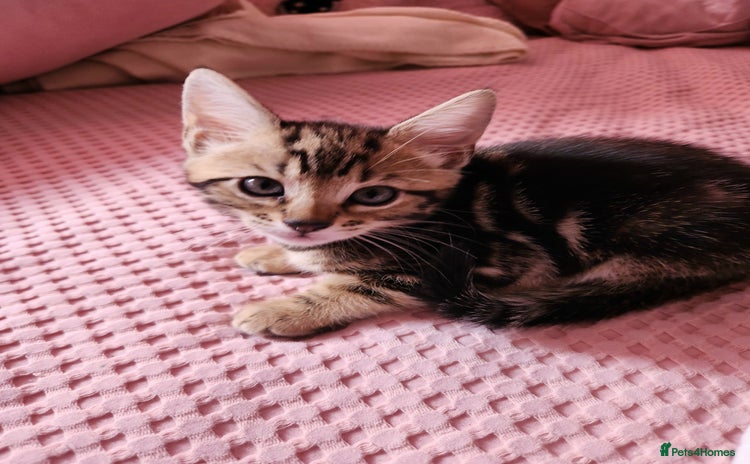 Bengal cats - Advert 5