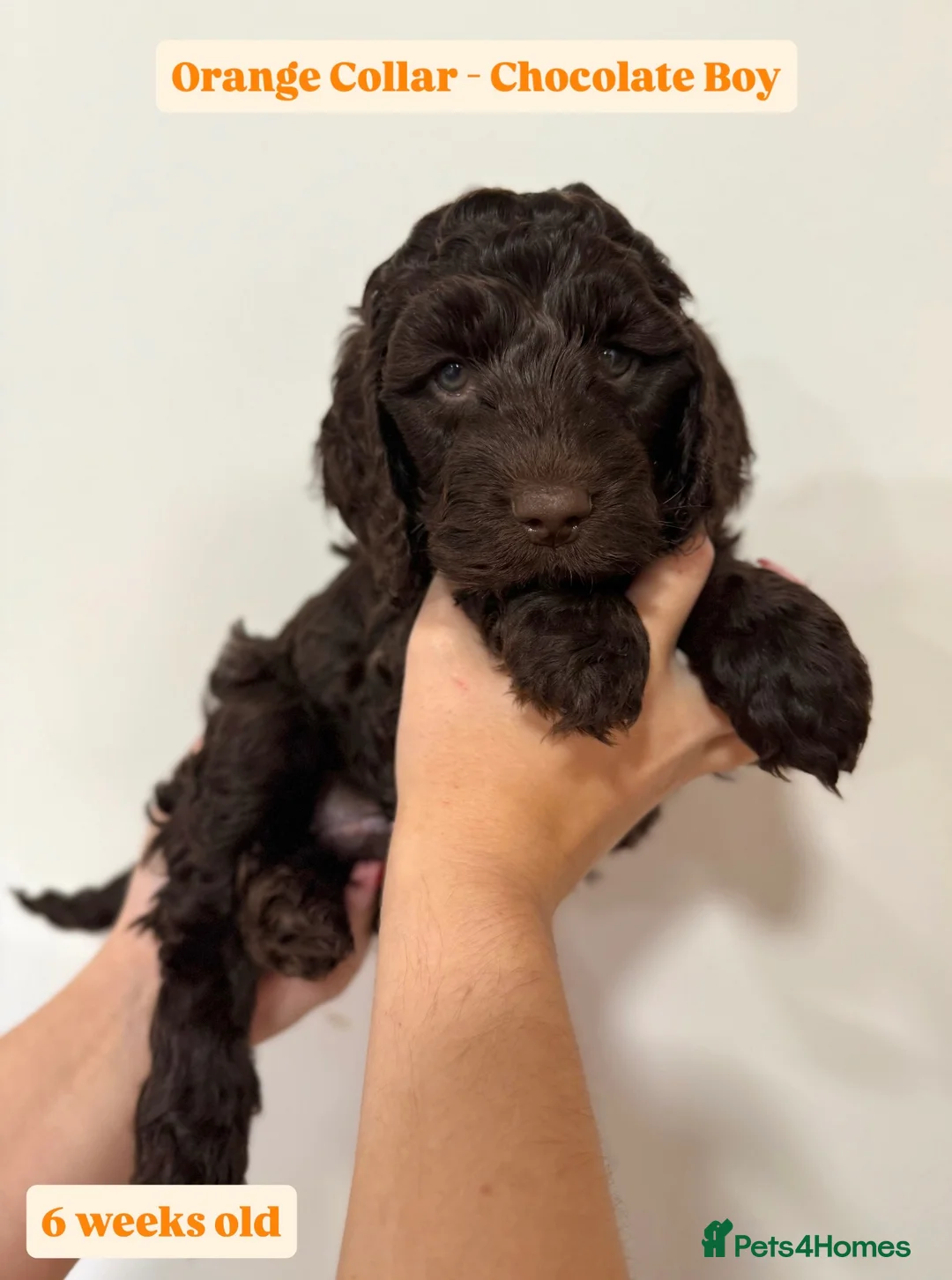 Cockapoo dogs for sale: Waiting-List Open - DNA Tested Cockapoo Puppies 🧬 - Advert 15