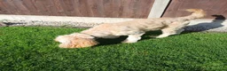 Cockapoo dogs for sale: Re-Home Cockapoo !  in Swadlincote - Advert 3