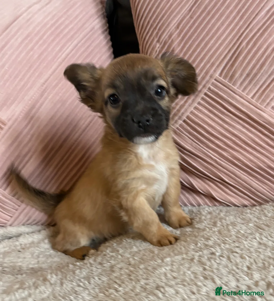 Mixed Breed dogs for sale: Frenchie-Poos in Dartford - Advert 1