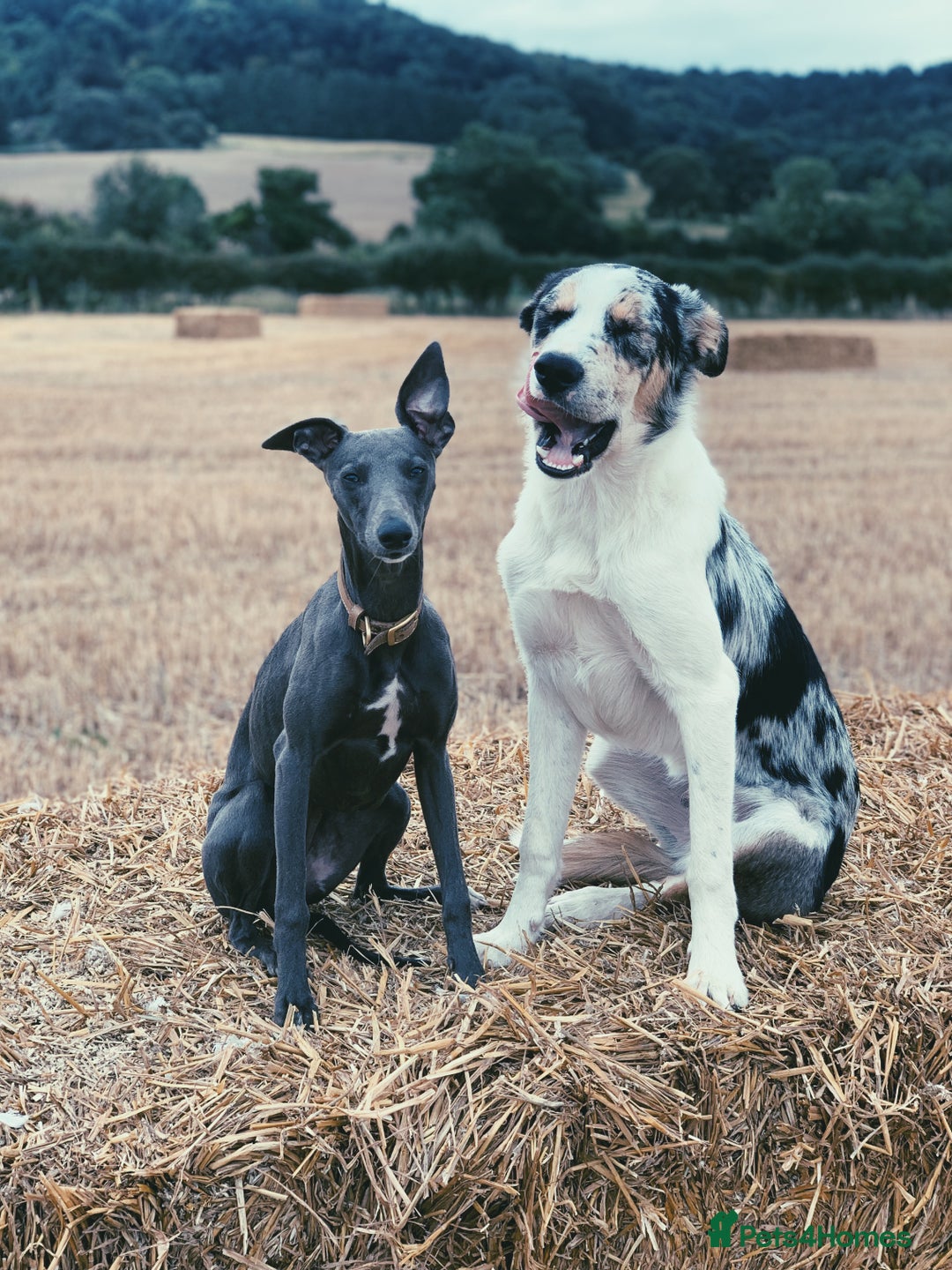 Mixed Breed dogs for sale: Beautiful merle whippet x collie puppies  - Advert 27