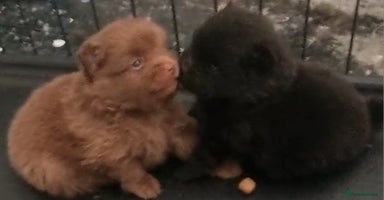 Pomeranian dogs - Advert 2