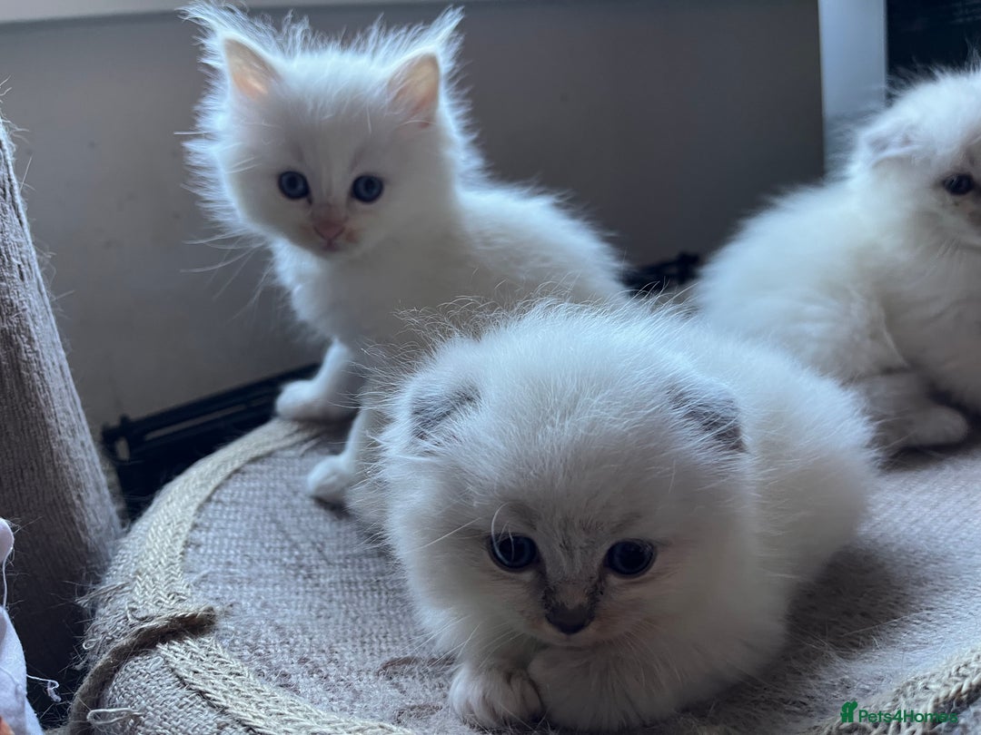 Ragdoll cats for sale: 🐾 Adorable Ragdoll Cross Kittens 🐾 - Advert 18