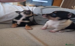 Jack Russell dogs for sale: 2 beautiful Jack Russell puppys - Image 6