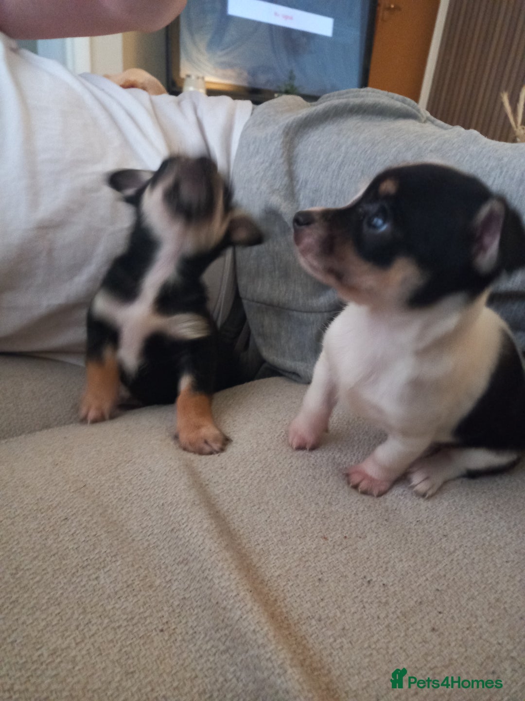Jack Russell dogs for sale: 2 beautiful Jack Russell puppys - Image 6