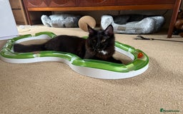 Maine Coon cats for sale: Pedigree ”TICA”  the last kitten left❣️ - Image 11