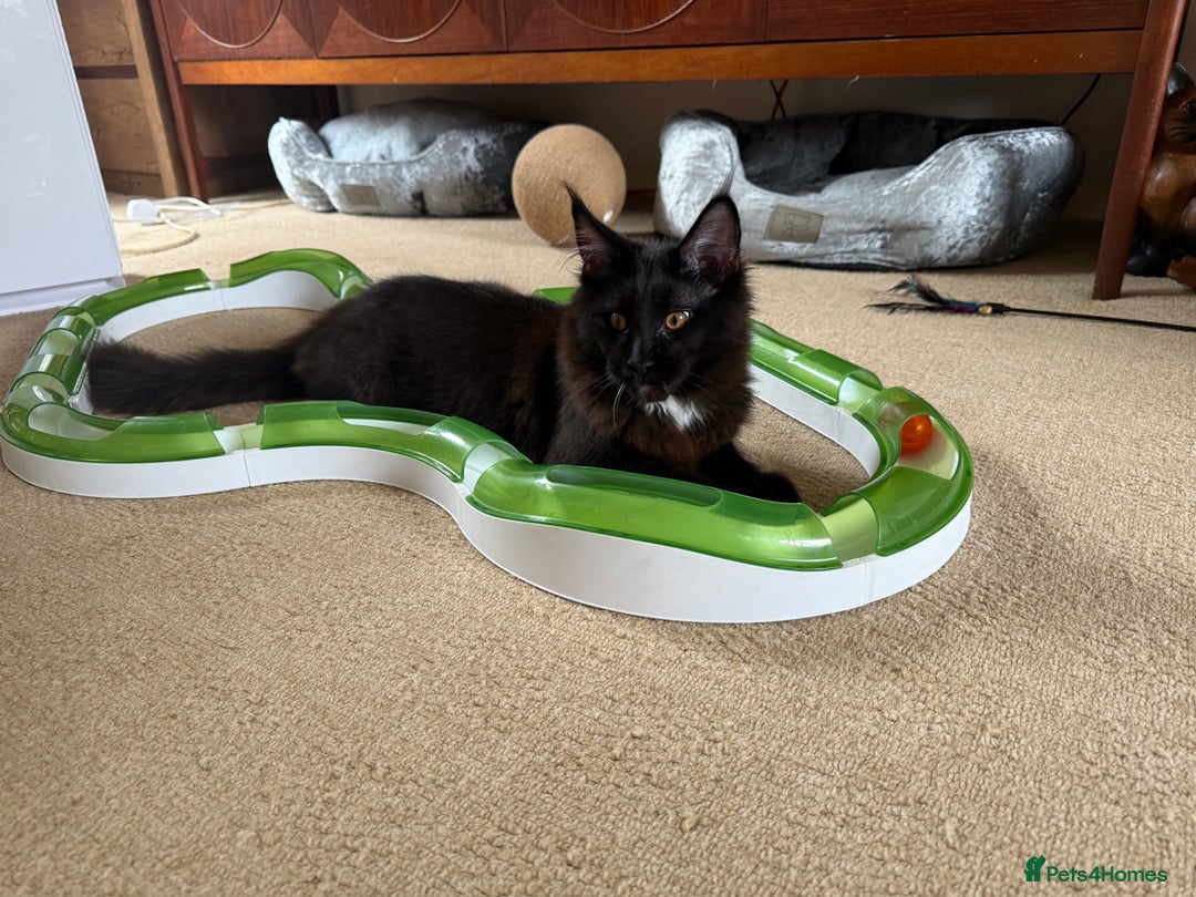 Maine Coon cats for sale: Pedigree ”TICA”  the last kitten left❣️ - Image 11