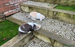 Mini Lop rabbits for sale: Minilops male and female  - Advert 18
