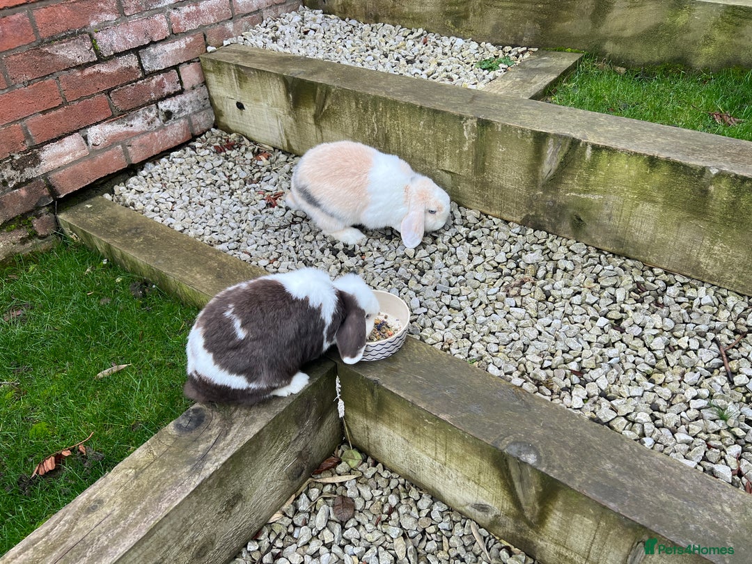 Mini Lop rabbits for sale: Minilops male and female  - Advert 18