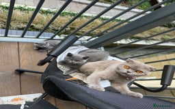 British Shorthair cats for sale: Beautiful british short hair/scottish folds - Image 7