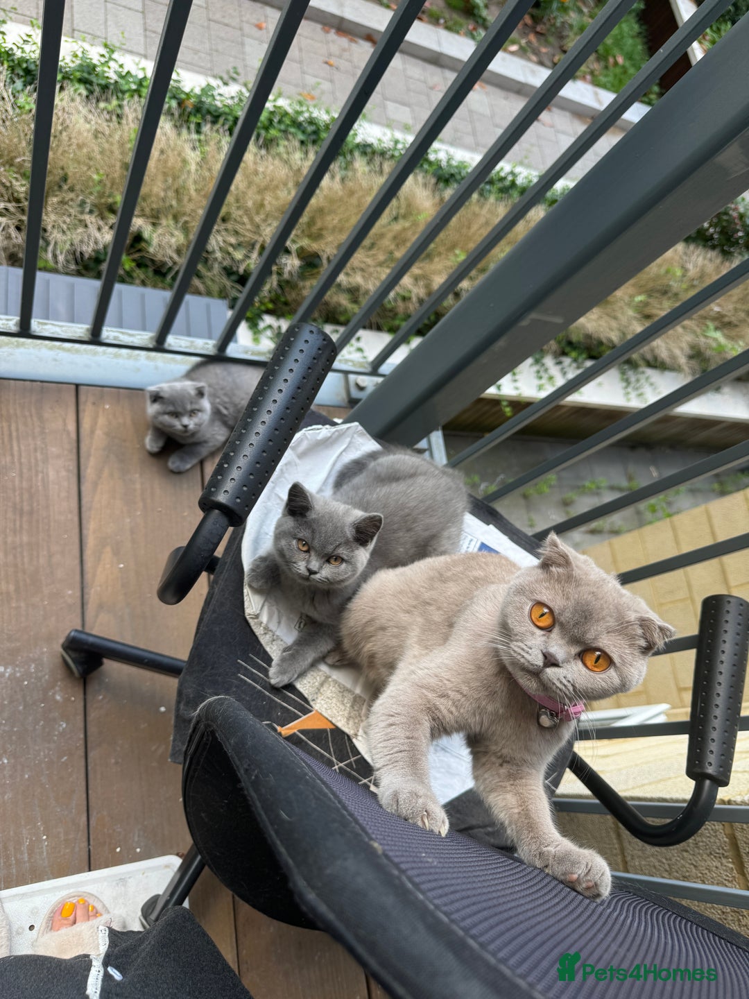 British Shorthair cats for sale: Beautiful british short hair/scottish folds - Image 7