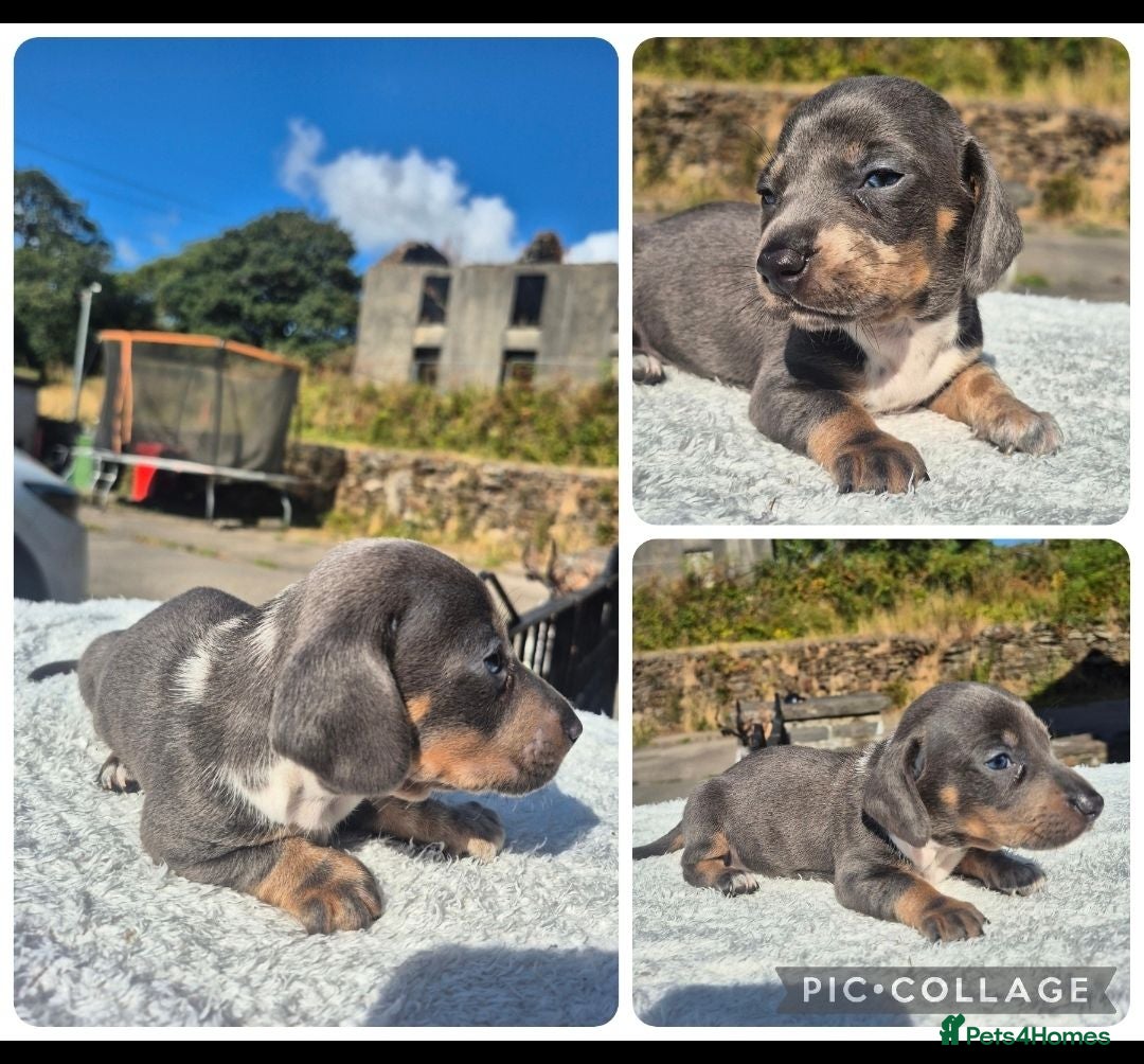 Miniature Dachshund dogs LAST BOY!! PRA CLEAR MINIATURE DACHSHUND PUPPIES - Advert 13
