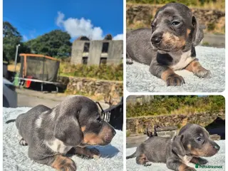 Miniature Dachshund dogs **LAST BOY**PRA CLEAR MINIATURE DACHSHUND PUPPIES - Advert 8