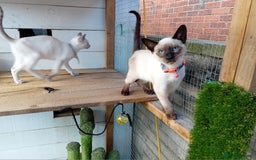 Siamese cats for sale: Kittens - Image 1