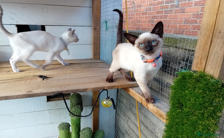 Siamese cats - Advert 1
