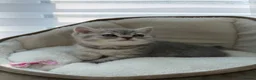 British Shorthair cats for sale: British shorthair kittens  - Advert 13