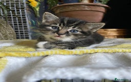Domestic Shorthair cats for sale: 2 beautiful tabby girls for sale ready 11/09/25 - Image 2