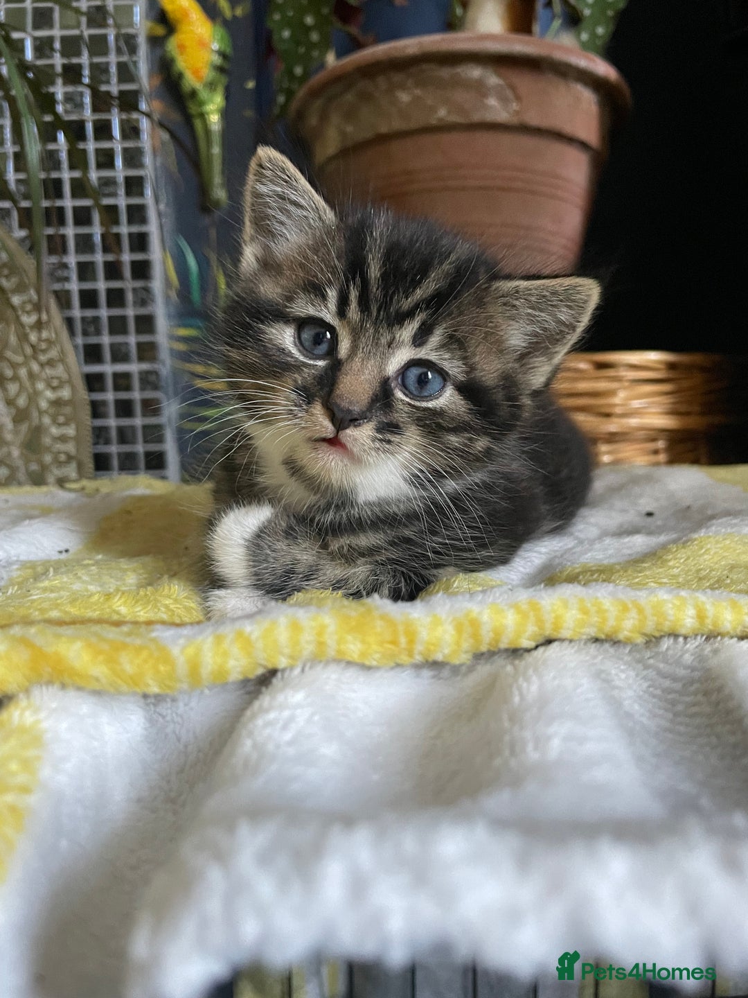 Domestic Shorthair cats for sale: 2 beautiful tabby girls for sale ready 11/09/25 - Image 2