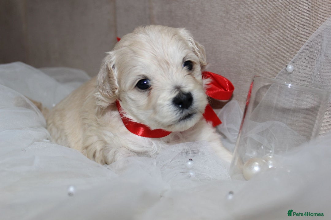 Maltipoo dogs for sale: F1 small Maltipoo puppies - Image 11