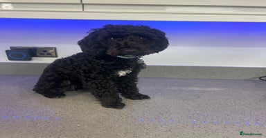 Toy Poodle dogs - Advert 9