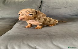Dachshund dogs for sale: Adorable Dachshunds - Image 8