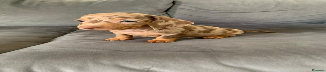 Dachshund Puppy 2