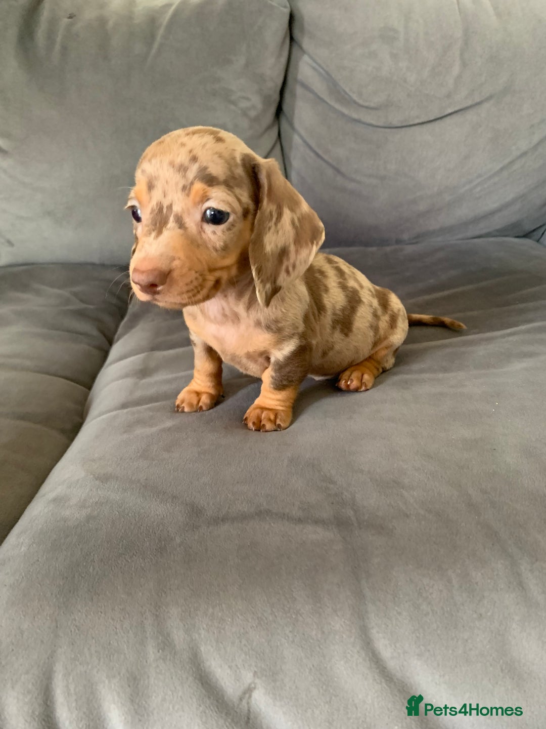 Dachshund dogs for sale: Adorable Dachshunds - Image 8