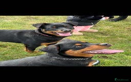 Rottweiler dogs for sale: Siblings Rottweiler boy & girl  - Image 1