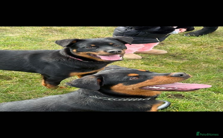 Rottweiler dogs - Advert 1