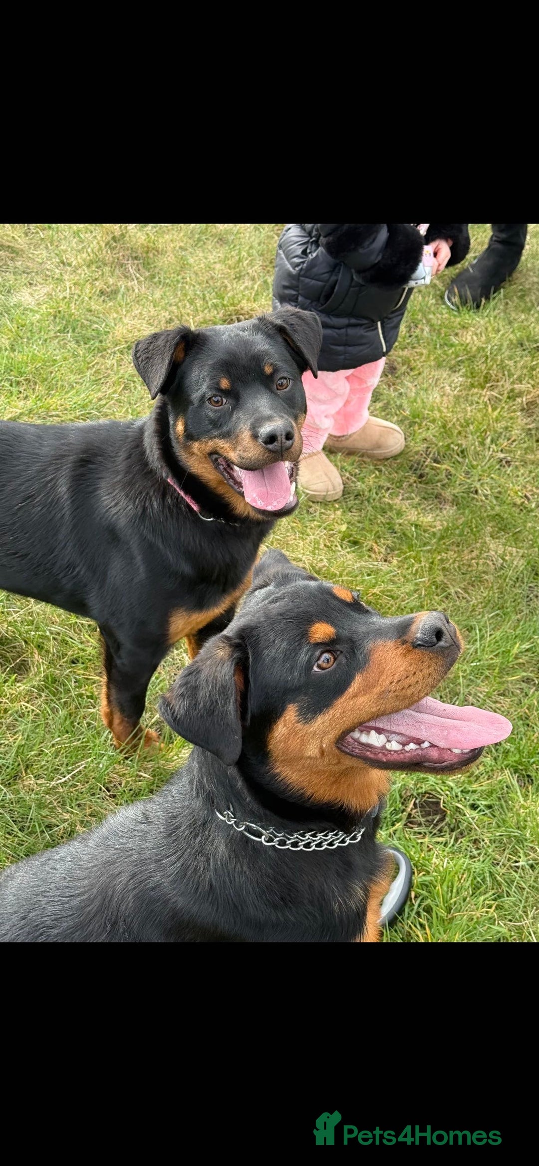 Rottweiler dogs for sale: Siblings Rottweiler boy & girl  - Image 1