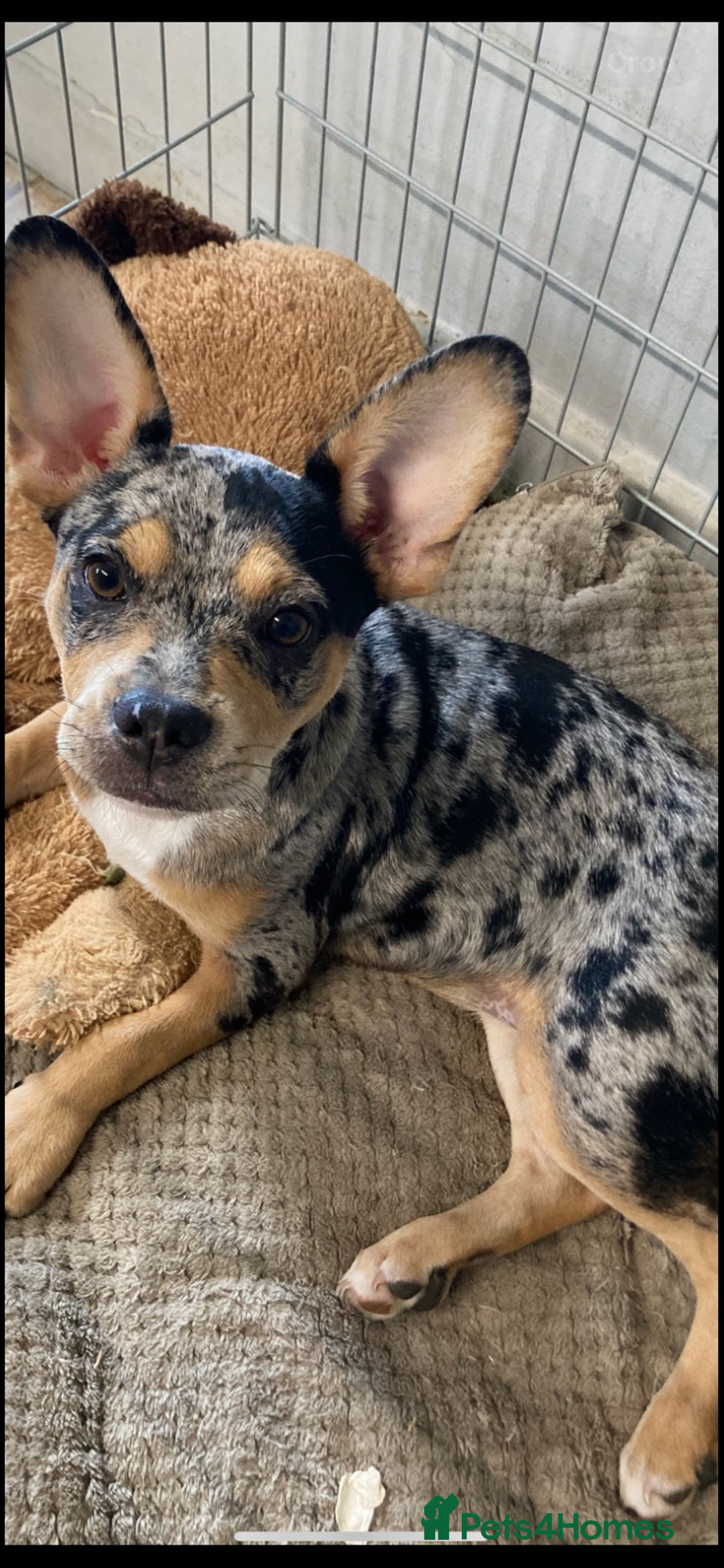 Mixed Breed dogs for sale:  French bulldog 1/4 chihuahua puppies  - Advert 12