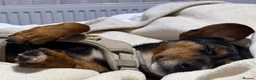 Jackshund dogs for sale: Jackshund for sale in Beckenham - Advert 16