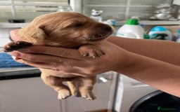 Golden Retriever dogs for sale: Beautiful litter of KC Golden Retrievers  - Image 9