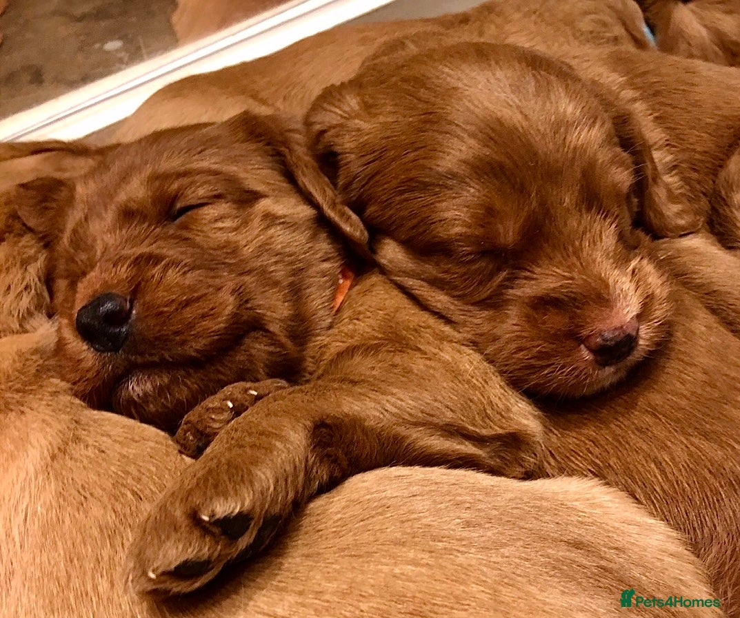 Labradoodle dogs Red fox miniature labradoodles due soon  - Advert 2