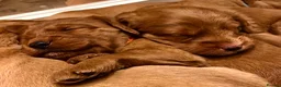 Labradoodle dogs for sale: keiras red fox miniature labradoodles  - Advert 24