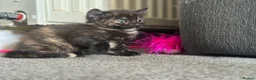 Domestic Shorthair cats for sale: Beautiful kittens - Advert 2