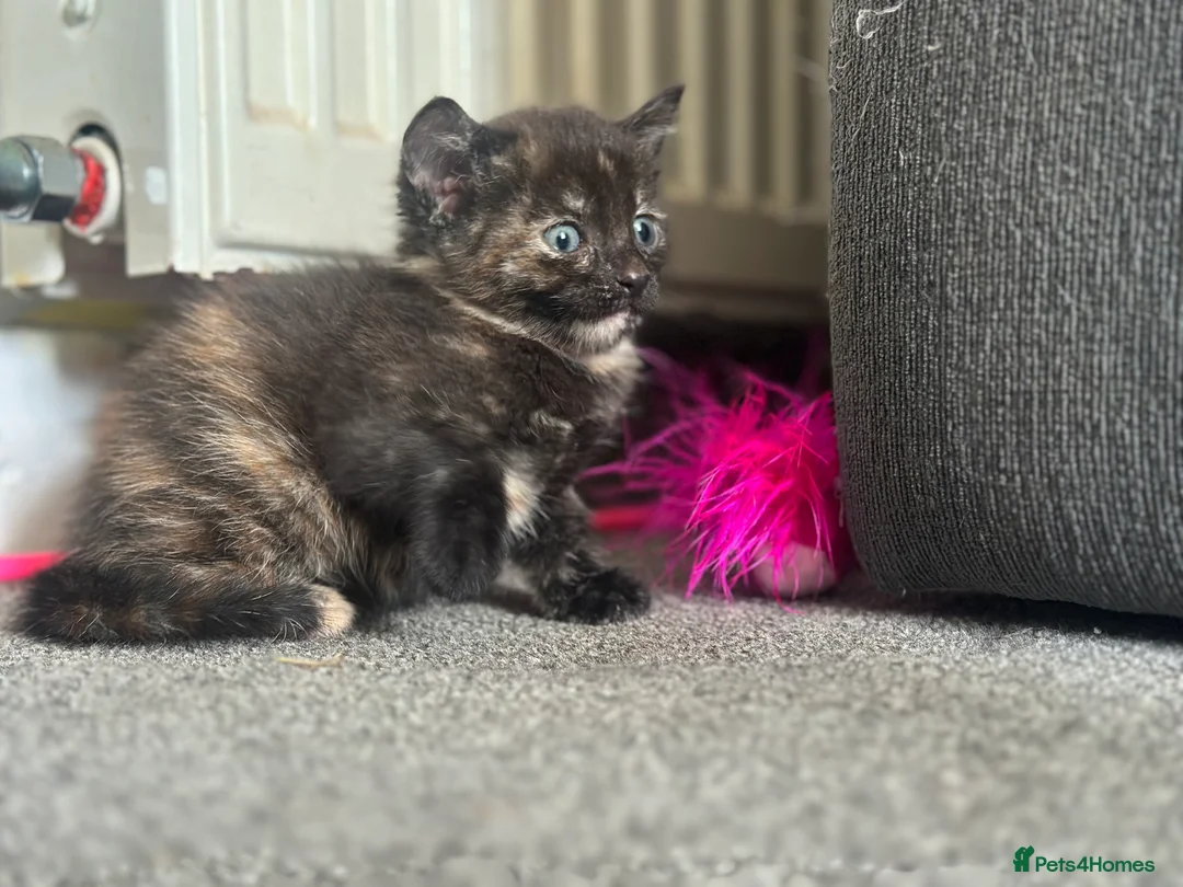 Domestic Shorthair cats for sale: Beautiful kittens - Advert 2