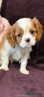 Cavalier King Charles Spaniel dogs - Advert 1