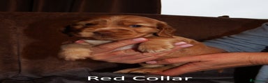 Cocker Spaniel Puppy 3 - Red Collar