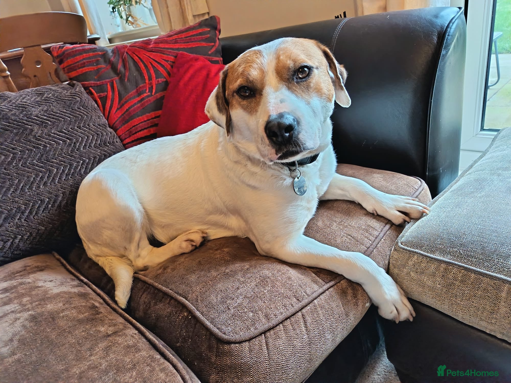 Mixed Breed dogs Pamela  - Advert 1