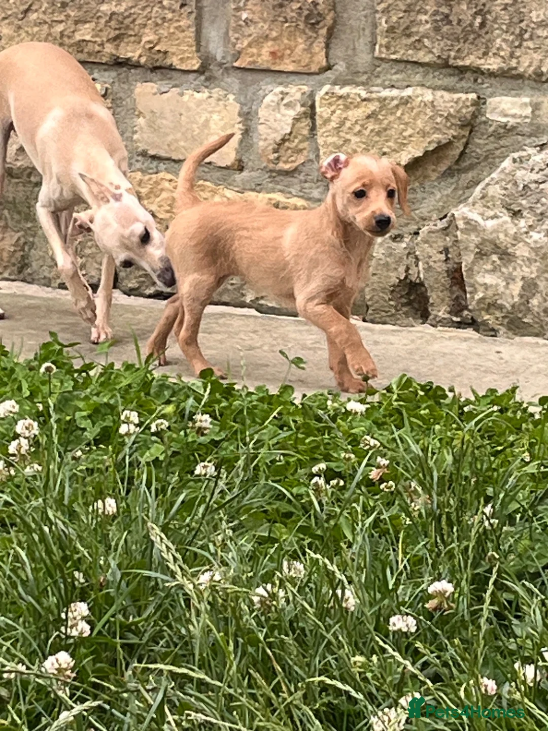 Mixed Breed dogs for sale: Just one Pootalian girl left - Advert 7