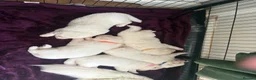White Swiss Shepherd dogs for sale: gorgeous European line pups - Advert 7